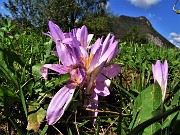 61 Colchicum autumnale (Colchico autunnale) nei prati di Carnito